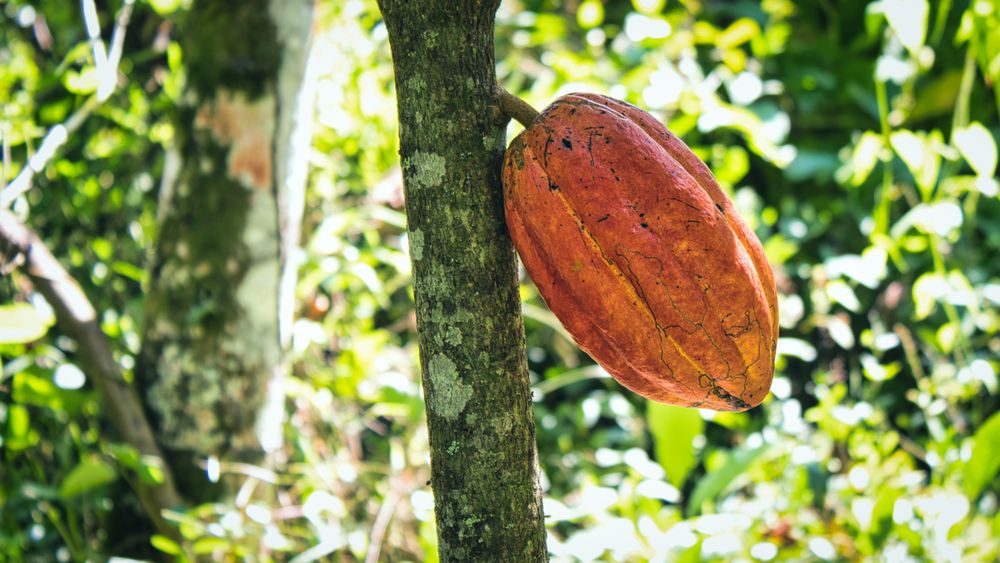 A ripening cacao pod on the tree in a tropical plantation.