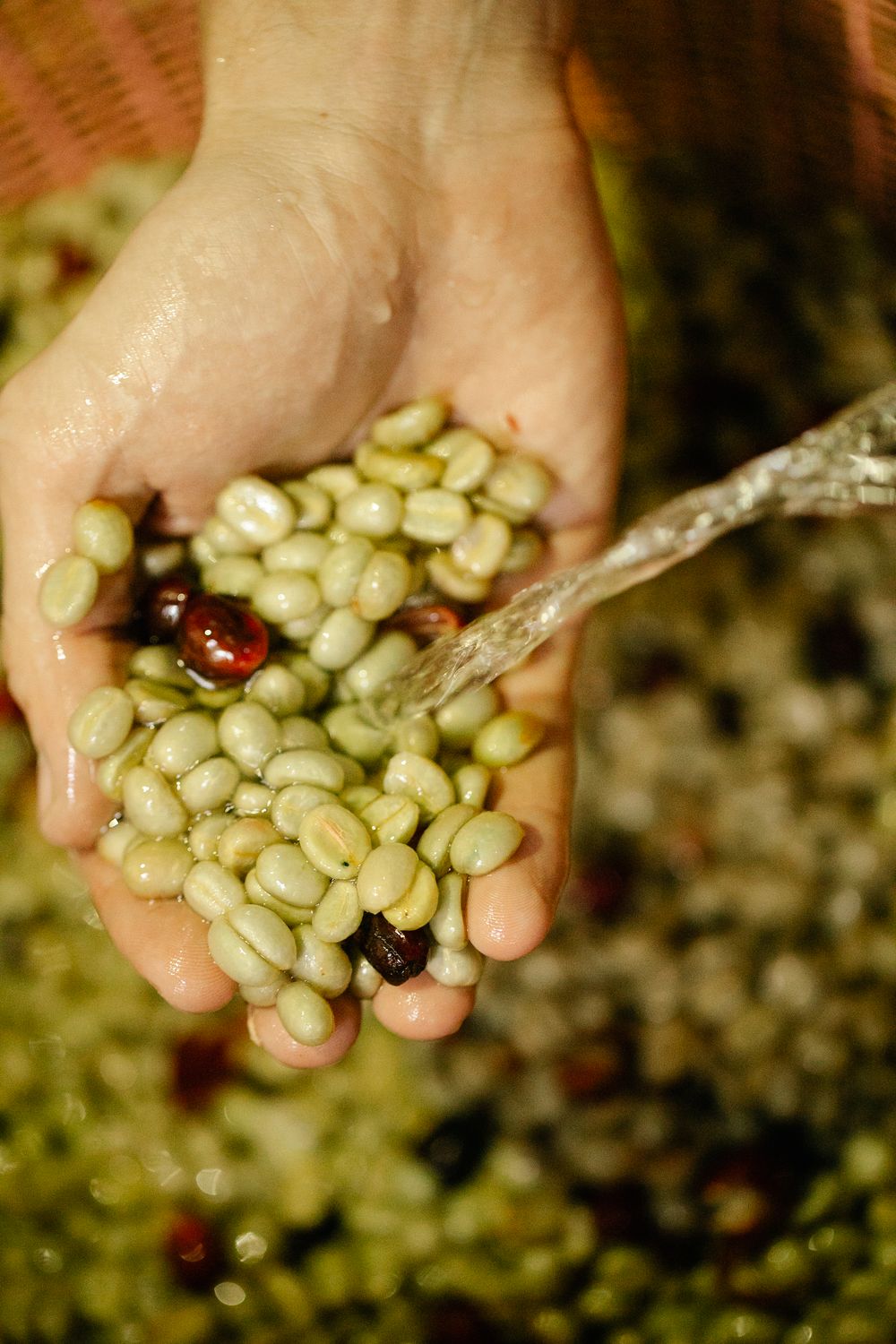 Freshly washed green coffee beans held in hand at origin.