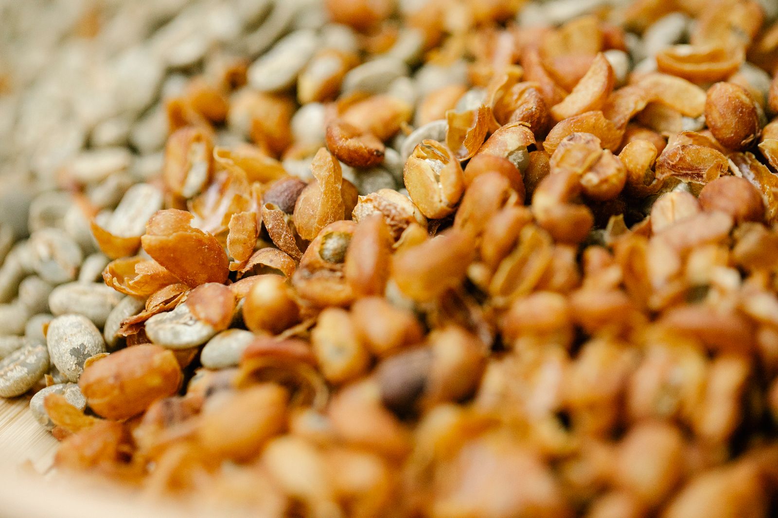 Green coffee beans drying during processing.